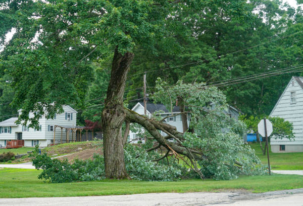Best Lawn Drainage Solutions  in Elkhart, TX