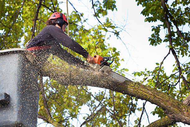 How Our Tree Care Process Works  in  Elkhart, TX